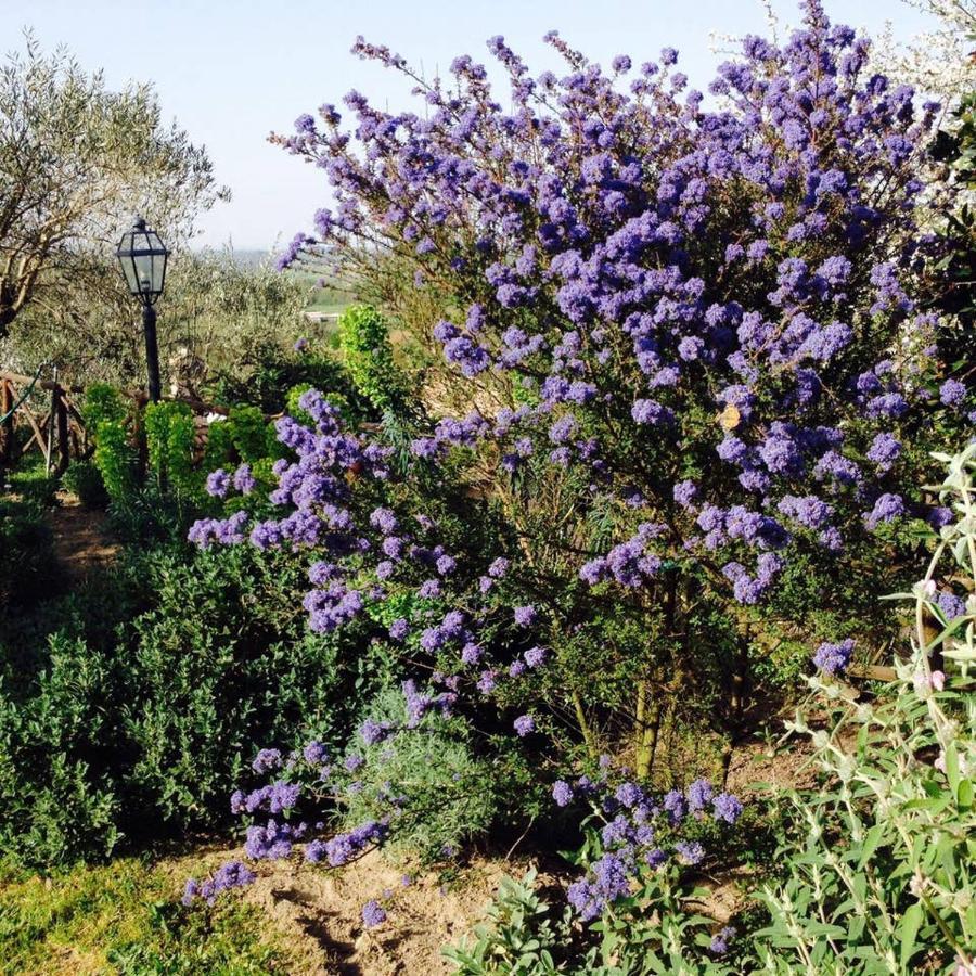 Olivella Villa Кампаняно ди Рома Екстериор снимка